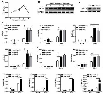 SIRT6 Acts as a Negative Regulator in Dengue Virus-Induced Inflammatory Response by Targeting the DNA Binding Domain of NF-κB p65